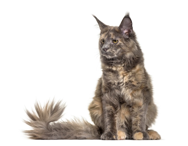 Gato Maine Coon, 6 meses de edad, sentada contra el fondo blanco.