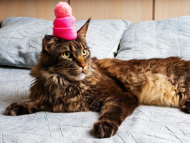 Gato Maine Coon adulto com um chapéu rosa na cabeça deitado na cama