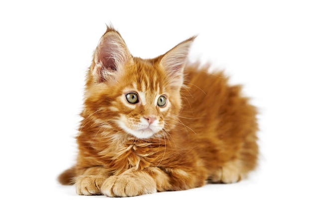 Gato maine coon aislado en blanco