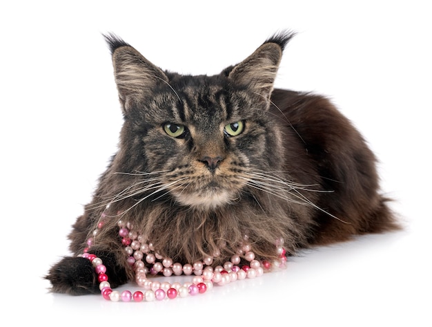 Gato maine coon aislado en blanco