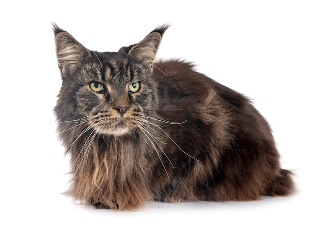 Gato maine coon aislado en blanco