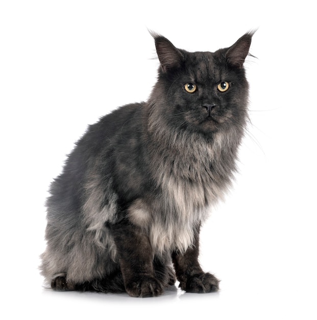 Gato maine coon aislado en blanco