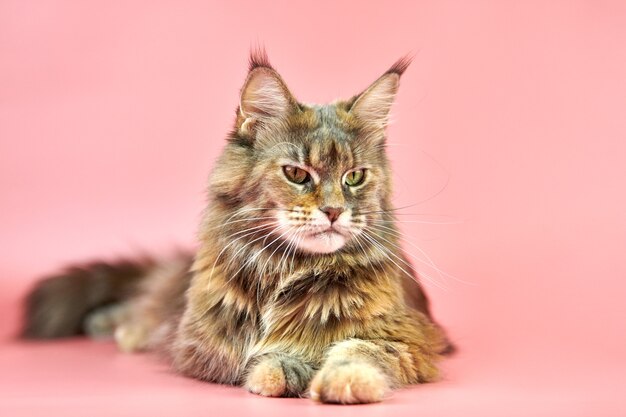 Gato Maine Coon aislado en rosa