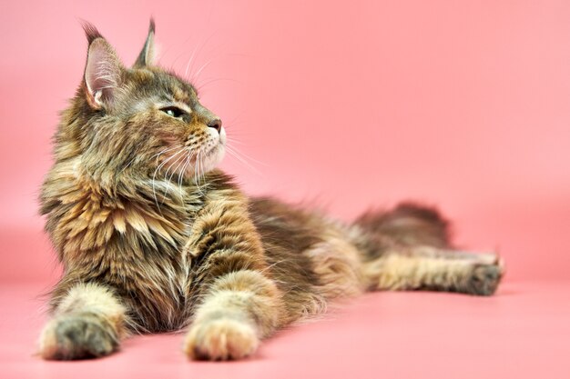 Gato de maine coon aislado en rosa