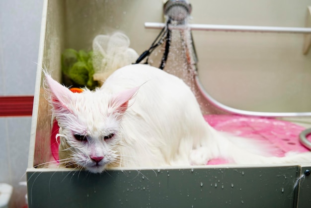 Un gato Maine Coon blanco en un baño de aseo En el fondo el agua se está derramando fuera de foco de la bañera de riego puede