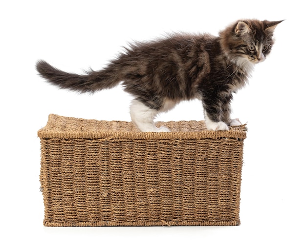 Gato maine coon bonito jogando em uma caixa de vime