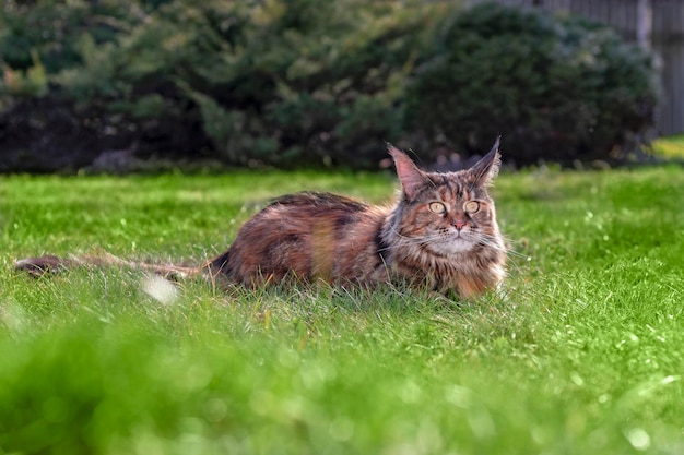 El gato Maine Coon camina sobre el césped verde en un día soleado