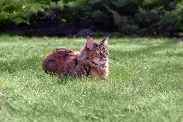 El gato Maine Coon camina sobre el césped verde en un día soleado