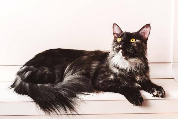 Gato Maine Coon Carey