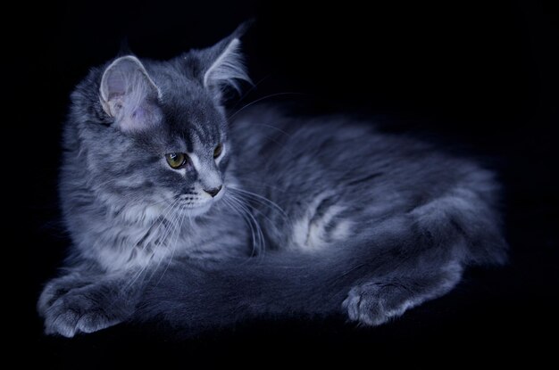 Gato maine coon, cor azul, brinca com o dono em uma bola.