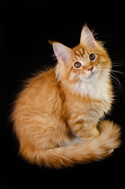 Gato maine coon de cor vermelha com cabelo ruivo fofo em um fundo preto