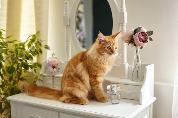 Gato Maine Coon deitado em uma mesa de maquiagem com boudoir branco