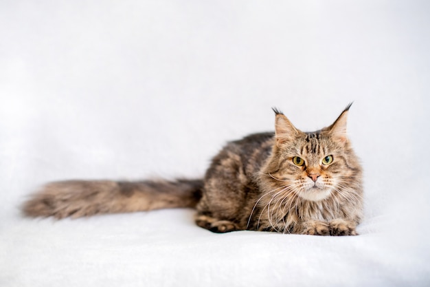 Gato Maine Coon deitado isolado no branco