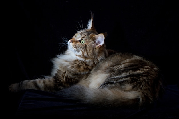 Gato maine coon em preto, retrato de gato doméstico, foco seletivo