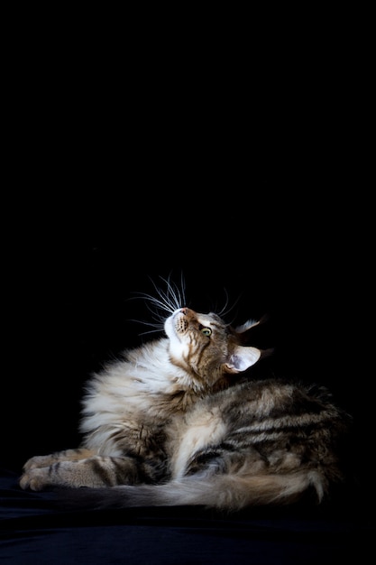 Gato Maine coon em preto, retrato de gato doméstico, foco seletivo