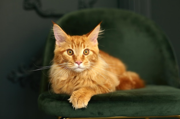 Gato Maine Coon esponjoso rojo se encuentra en una silla de terciopelo verde