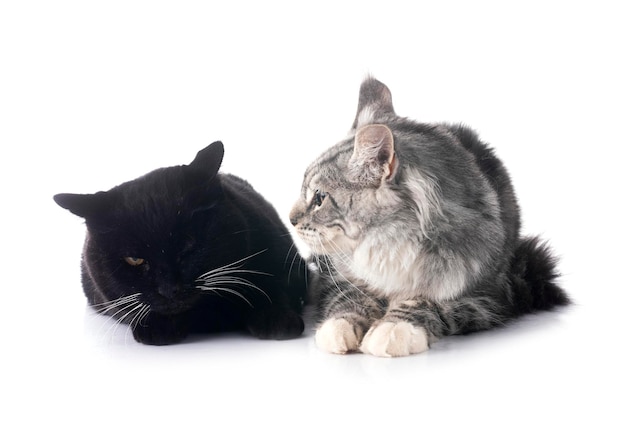 Gato de Maine Coon y gato negro