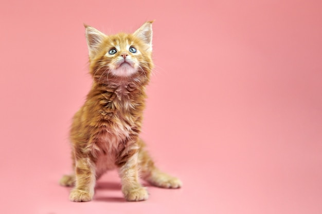 Gato maine coon isolado em rosa