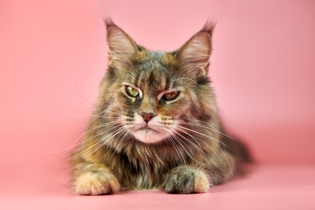 Gato maine coon isolado em rosa