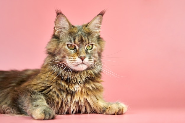 Gato Maine Coon isolado em rosa