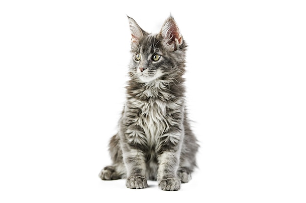 Gato Maine Coon isolado no branco