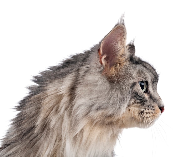 Gato Maine Coon isolado no branco