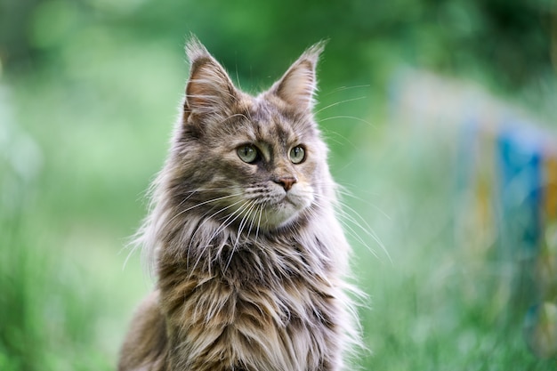 Gato maine coon en el jardín