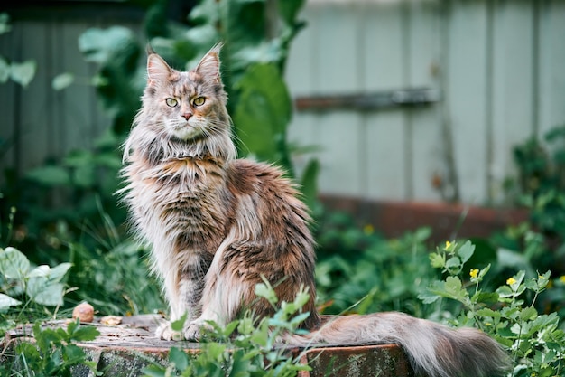 Gato maine coon en un jardín