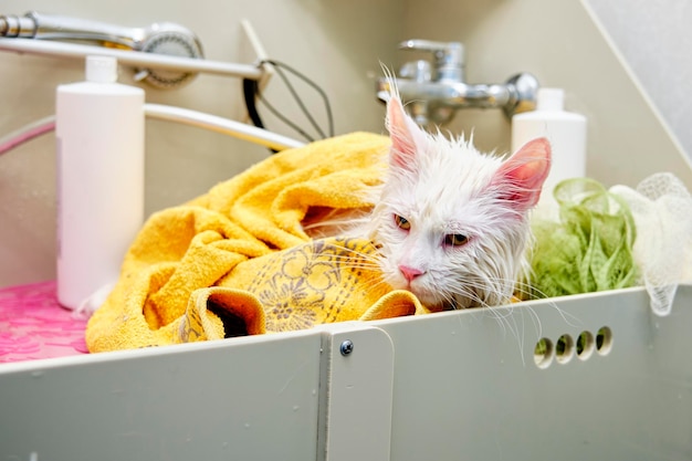 Gato Maine Coon na casa de banho em uma toalha amarela depois de tomar banho