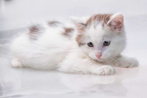 Gato Maine Coon no fundo branco