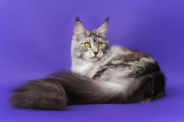 Gato Maine Coon de pelo largo doméstico con cola grande y esponjosa, atigrado clásico plateado negro y color blanco