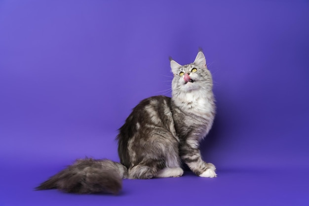 El gato Maine Coon de pelo largo con la lengua fuera lame los labios y echa la cabeza hacia atrás mirando hacia arriba