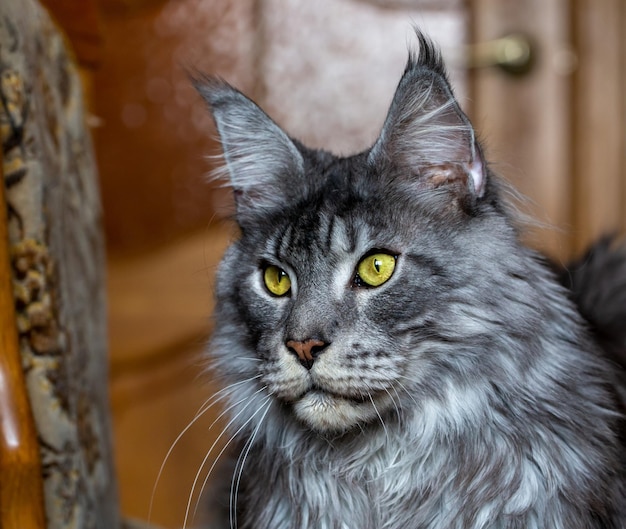 Gato Maine Coon plateado Retrato de un gato Cuidado de mascotas Veterinario