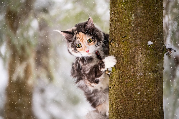 Gato Maine Coon policromado sobe em uma árvore no inverno em uma floresta nevada