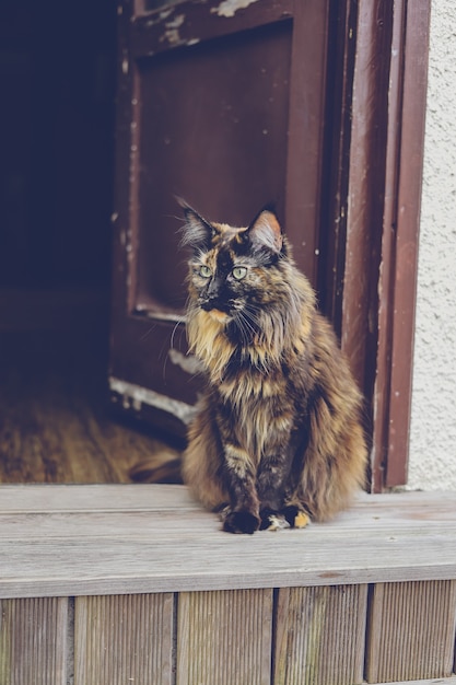 Gato Maine Coon y puerta vieja. Gato de campo vintage, gato de concha.