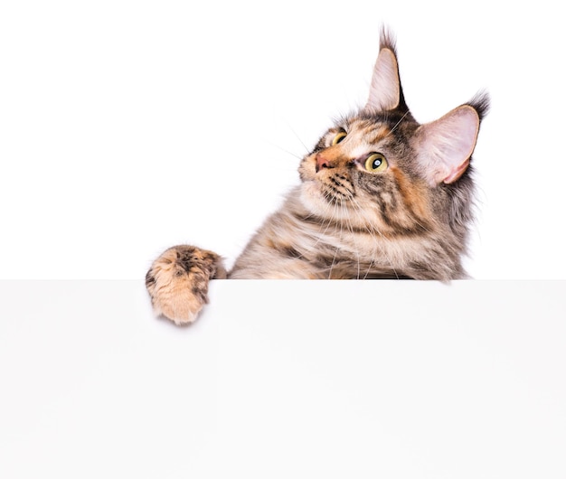 Gato Maine Coon segurando sinal ou banner animal de estimação engraçado mostrando cartaz com espaço para texto lindo gatinho doméstico com placa em branco isolada no fundo branco