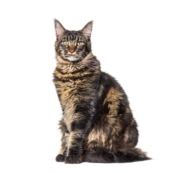 Gato maine coon sentado mirando a la cámara aislada en blanco