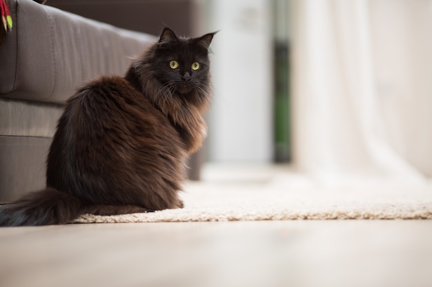 Gato maine coon sentado no chão.