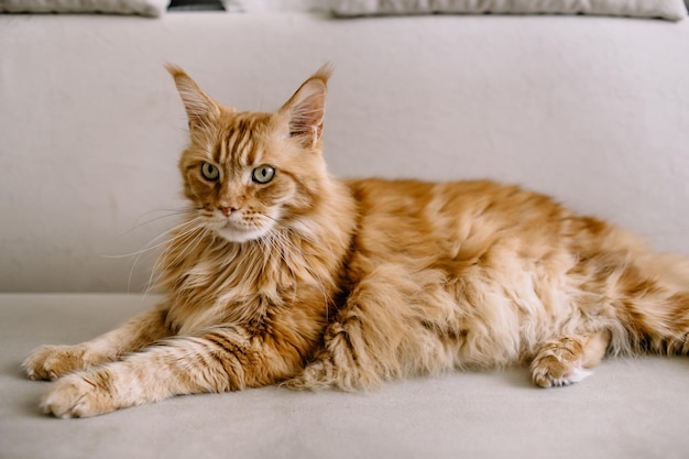 Gato Maine Coon sentado no sofá da sala