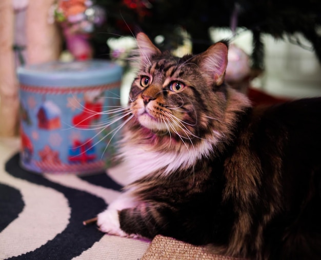 Foto gato maine coon sentado sob a árvore de natal entre a caixa de presentes