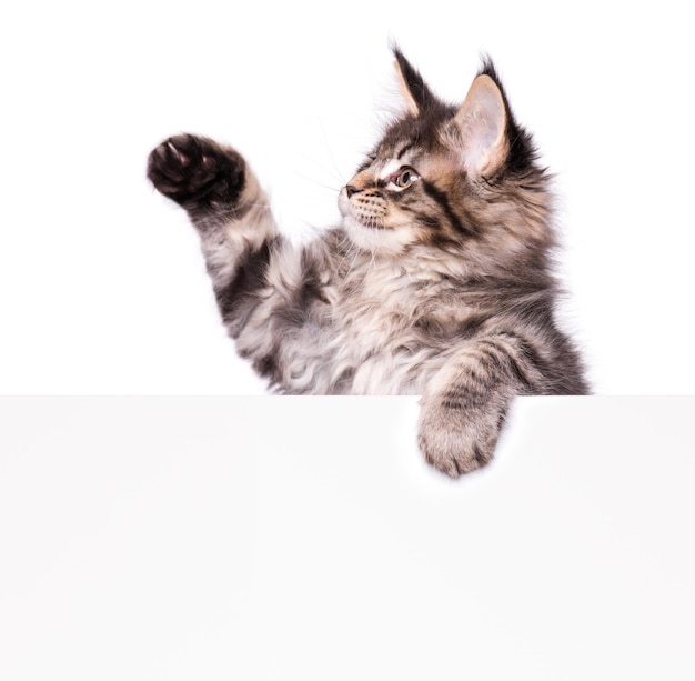 Gato Maine Coon sosteniendo un letrero o una pancarta Gato mascota gracioso mostrando un cartel con espacio para el texto Hermoso gatito doméstico con tablero en blanco aislado sobre fondo blanco
