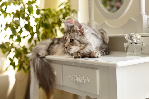 El gato Maine Coon yace sobre una mesa de maquillaje tocador blanco