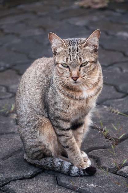 Gato malhado bengala sentado no chão gato gato fofo deitado gato brincalhão relaxando férias