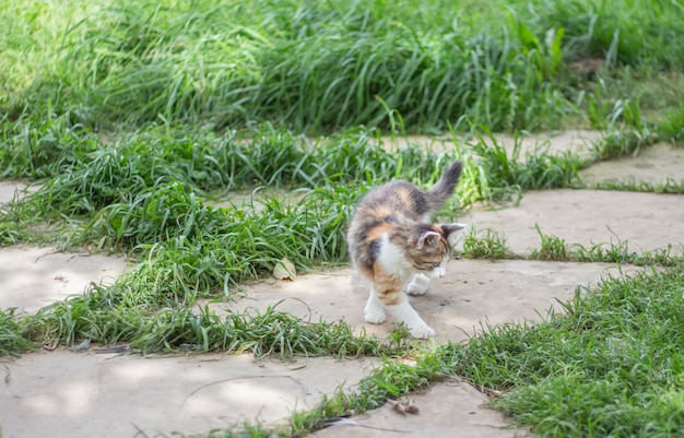 Gato malhado bonitinho brincando ao ar livre no jardim na grama verde