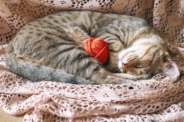 Gato malhado bonito com bola de lã vermelha dormindo no cobertor de renda bege Animal de estimação engraçado em casa Conceito de bem-estar relaxante e aconchegante Doce sonho