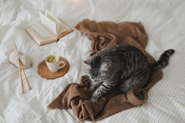 Gato malhado bonito na cama no cobertor quente Conceito Hygge Fim de semana preguiçoso