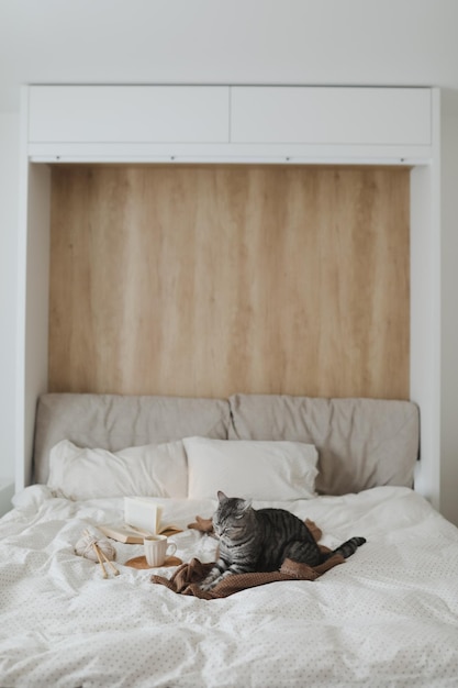 Gato malhado bonito na cama no cobertor quente Conceito Hygge Fim de semana preguiçoso