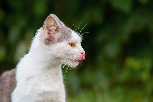 Gato malhado branco lambe focinho com a língua, retrato de gato em perfil em fundo desfocado