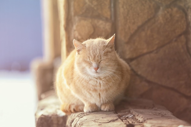 Gato malhado calmo bonito ao ar livre