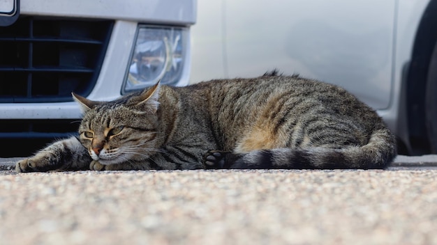 Gato malhado cinza dorme de carro de perto